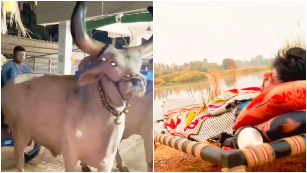 Devil actor Darshan Riding Bullock Cart in His farm house and night out with friends Devil actor Darshan Riding Bullock Cart in His farm house and night out with friends