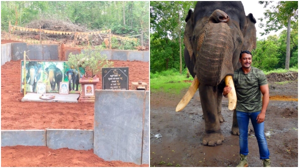 Arjuna Elephant Samadhi issue Accusation of collecting money against Actor Darshan s fan