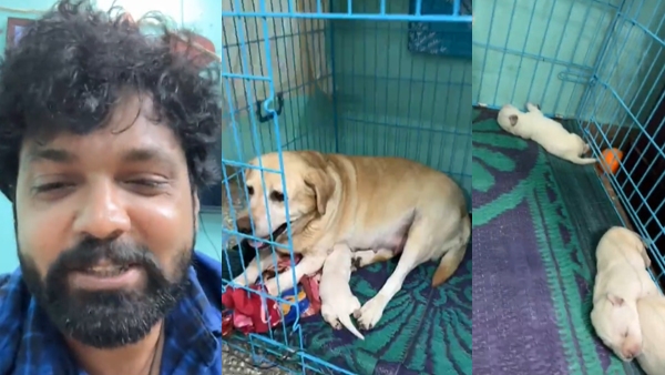 777 Charlie movie fame dog gave birth to 6 puppies Rakshit Shetty came live here is video 777 Charlie movie fame dog gave birth to 6 puppies Rakshit Shetty came live here is video