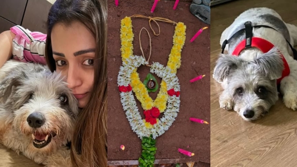 Actress Trisha krishnan dog Zorro died in Christmas and she wants to take a break from work Actress Trisha krishnan dog Zorro died in Christmas and she wants to take a break from work