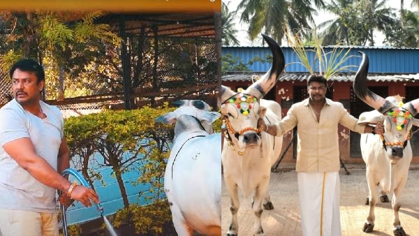 Darshan planning to celebrate Makar Sankranti in his farm house with wife Vijayalakshmi and family