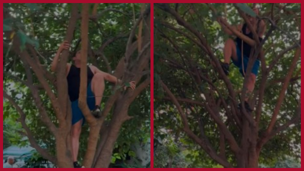 Senior Actor climbs a tree at 59 to pick berries video goes viral Senior Actor climbs a tree at 59 to pick berries video goes viral