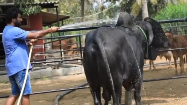 director-prem-files-complaint-in-bizarre-4-5-lakh-buffalo-scam