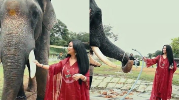 SC Cancels Darshan s Bail Vijayalakshmi Spotted at Mysore Dasara Elephant Camp