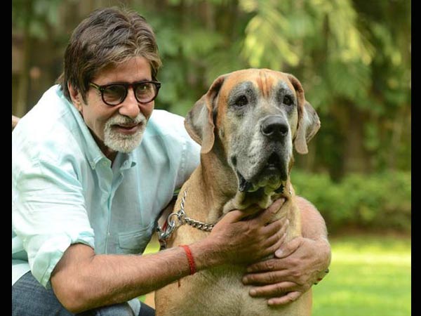 അമിതാഭിന്റെ ഷനൗക്