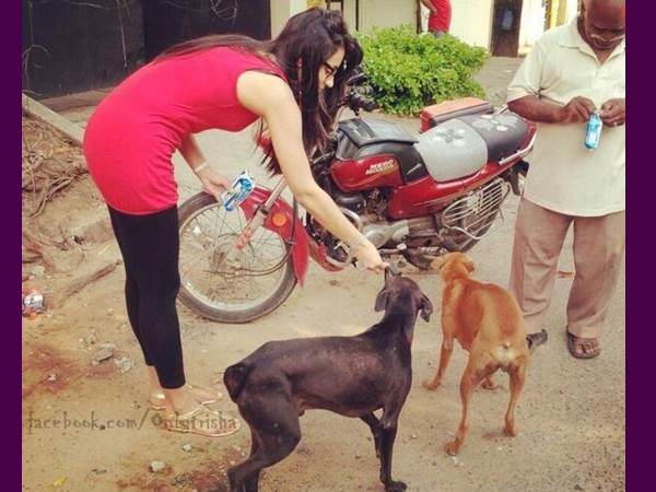 വളര്‍ത്തുപട്ടി തന്നെ വേണമെന്നില്ല