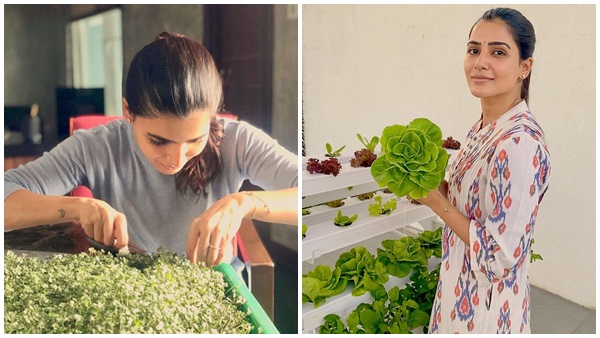   അടുക്കള  തോട്ടം