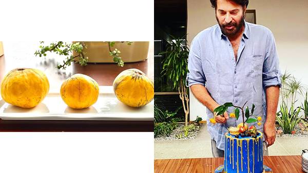 ഏതാണ് പഴം?