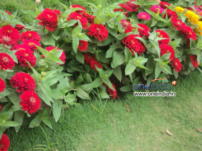 Lalbagh Flower Show 2013