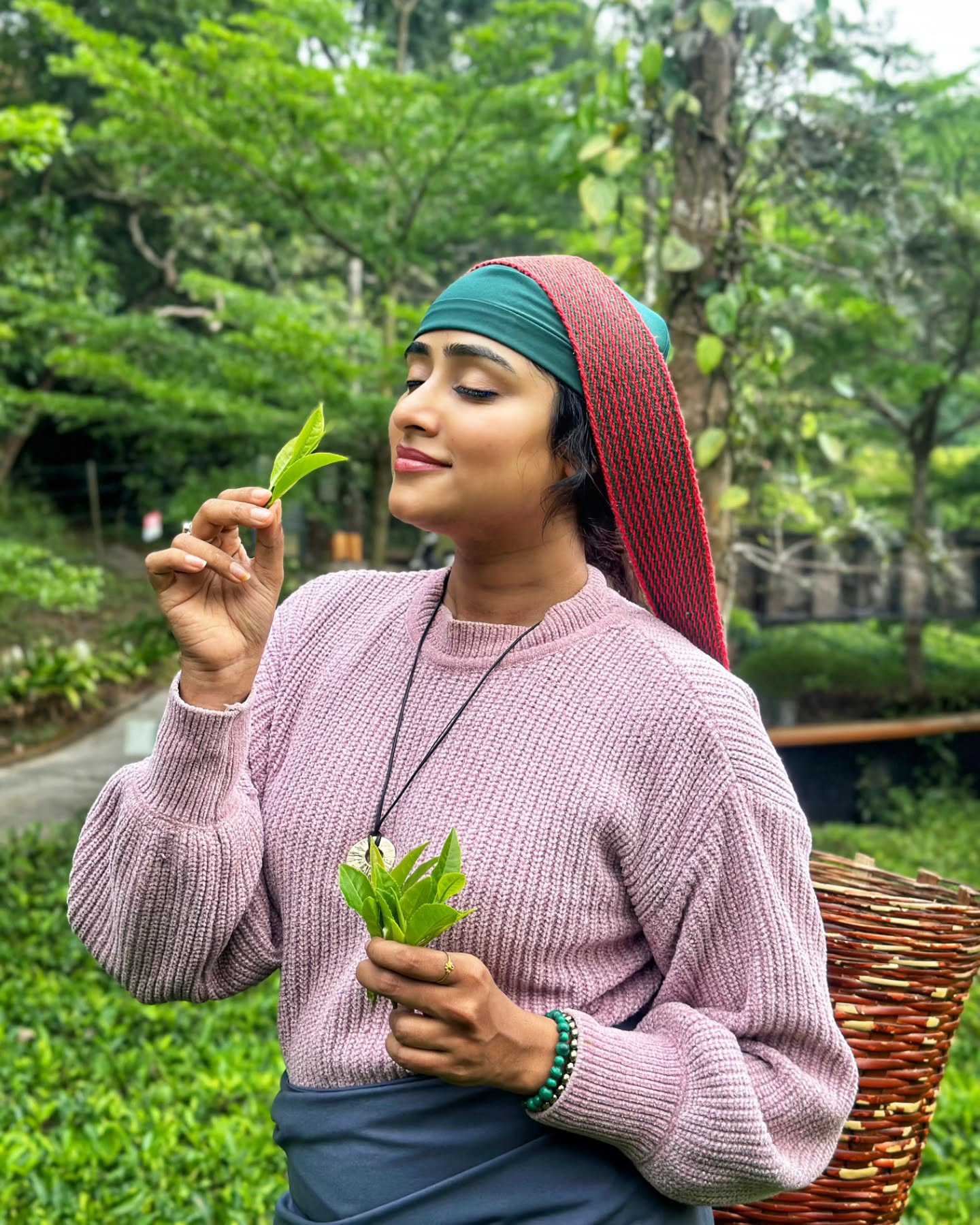 Sangeetha Sringeri Tea Plucking images