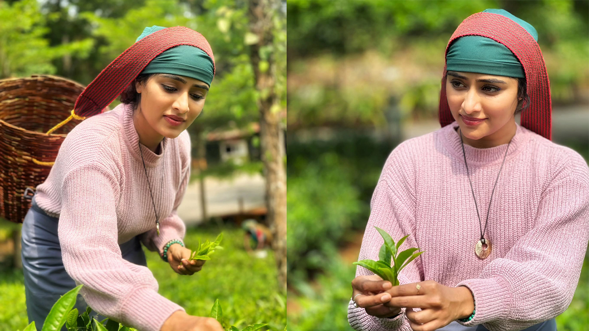 Sangeetha Sringeri Tea Plucking images