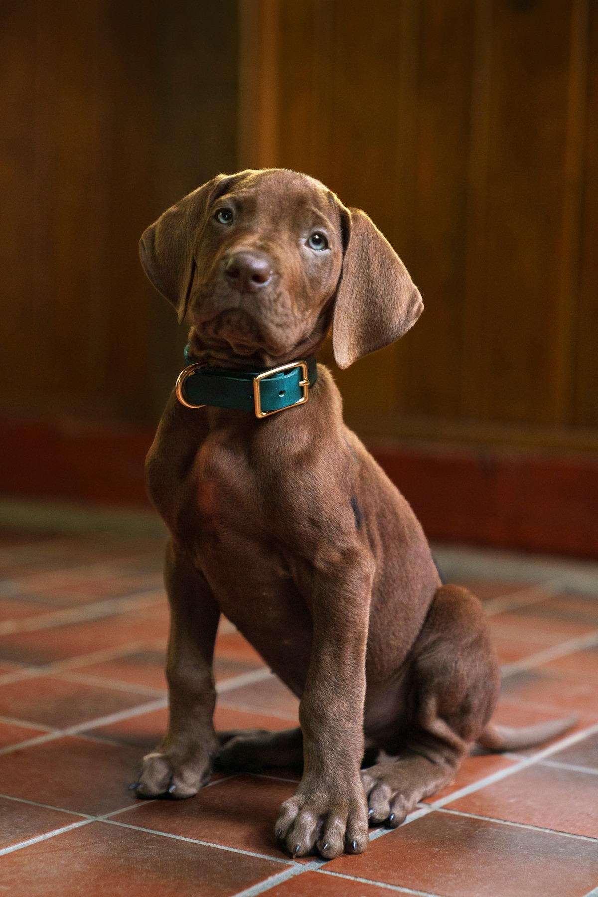 The Trailer Has Sparked a Massive Great Dane Debate
