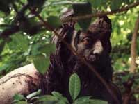 Kamal in Marmayogi Kamal in Marmayogi