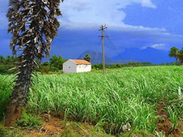 களத்துமேடும் கம்மா கரையும்…