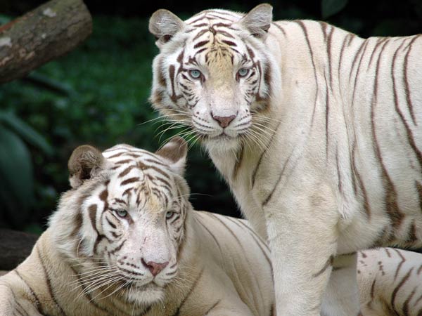 இம்முறை, சத்தியாவும், செம்பியனும்....