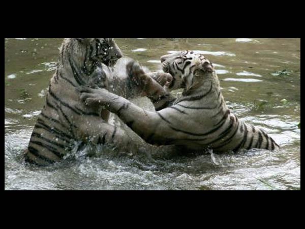 ஊடலைத் தொடர்ந்த மோதல்....