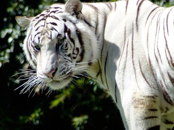 தொடர் சிகிச்சை...