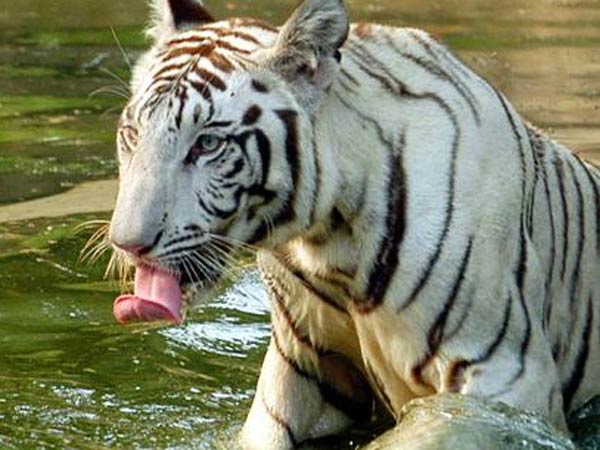 பரிதாபப்பலி....