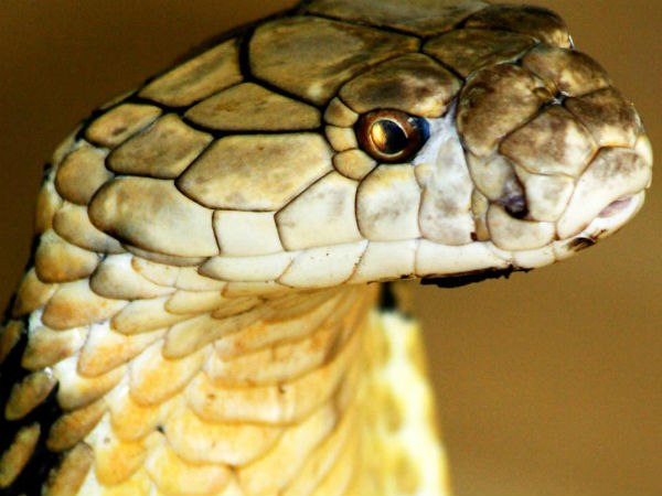 விலங்குகளும் கூட விலங்குகளும் கூட