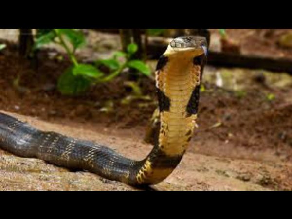 குட்டியை சாப்பிடுமா? குட்டியை சாப்பிடுமா?