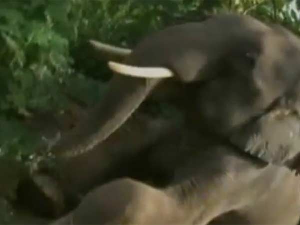 யானை திரும்புமா?