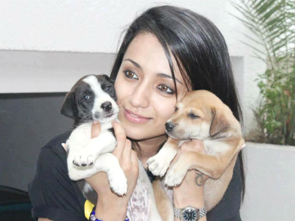 நாய்கள்