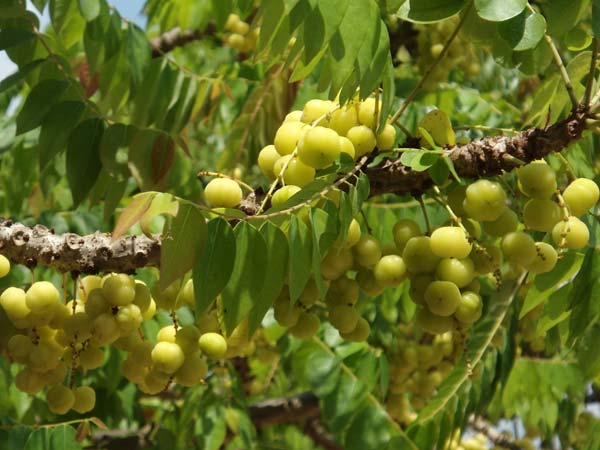 நெல்லிக்காய் சாகுபடி