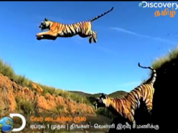 வேட்டையாடும் புலிகள்
