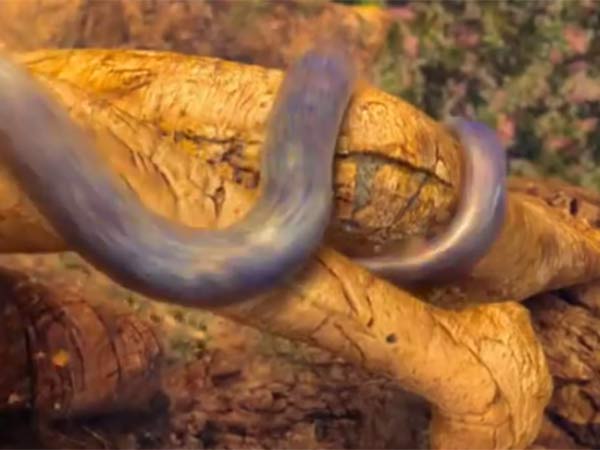 கிராபிக்ஸ் காட்சிகள்