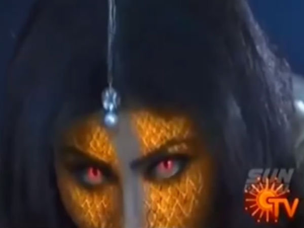 அழகான பாம்புகள்