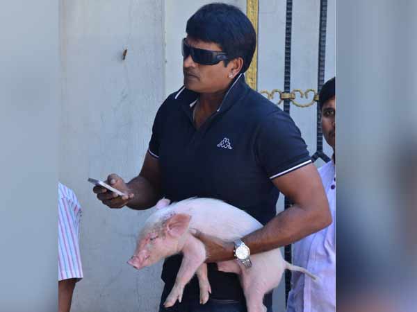 பன்றிக்குட்டி பன்றிக்குட்டி