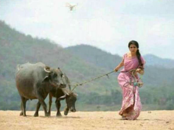 எருமை மாடு மேய்க்கும் சமந்தா எருமை மாடு மேய்க்கும் சமந்தா