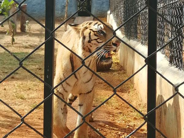 விலங்குகள் மீது அக்கறை: 