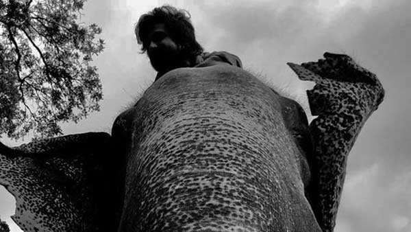 யானைகளுடன் 25 நாட்கள் 