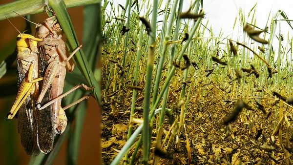 வெட்டுக்கிளி அட்டகாசம்