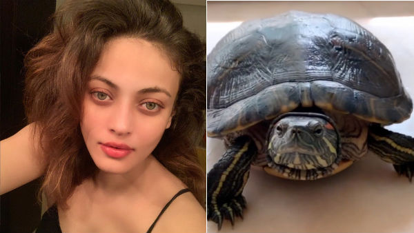 ஆமைக்குட்டி