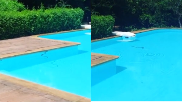 வீட்டுக்கு வந்த விருந்தாளி