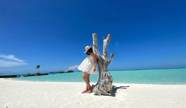  காய்ந்த மரம் 