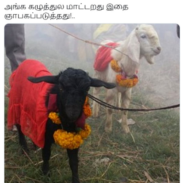 பலி கடாக்கள் பலி கடாக்கள்