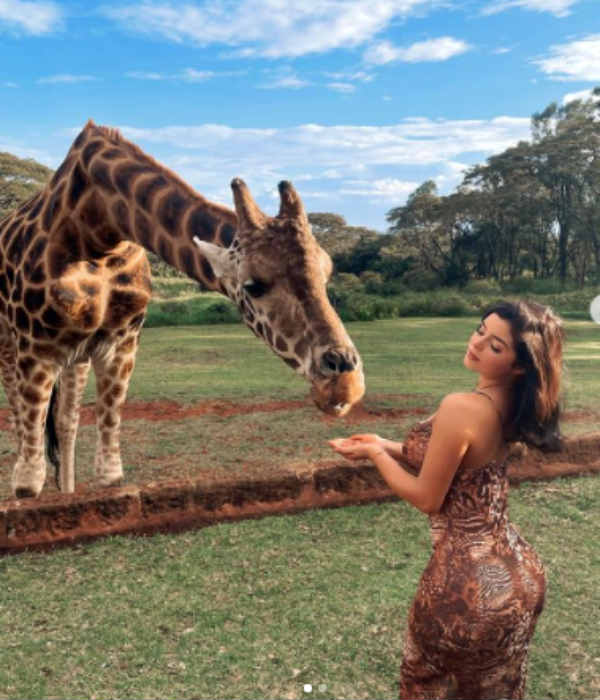 ஒட்டகசிவிங்கிக்கு ஊட்டிவிட்டு