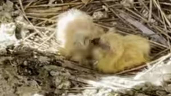 புறா போட்ட குட்டிகள் புறா போட்ட குட்டிகள்