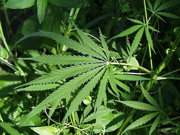 கன்னட சினிமாவில் போதை பொருள் 