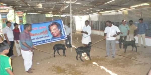 ஆட்டை பலி கொடுத்து கொண்டாட்டம்