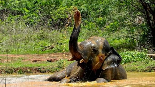 யானை 'பிராக்கிரிதி'