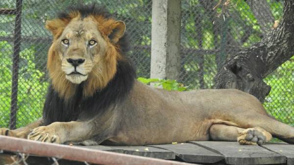 சிங்கம் ‘விஷ்ணு'