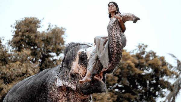 யானை மீது ஒய்யாரமாக