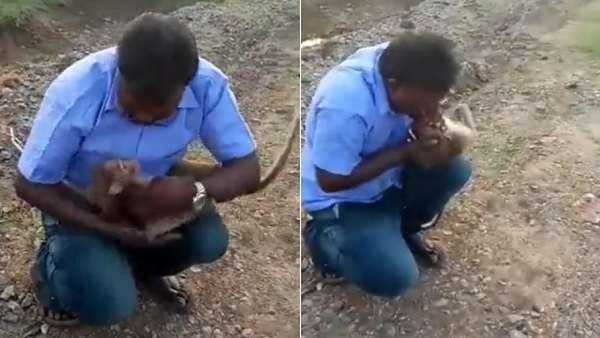 காயமடைந்த குரங்கு