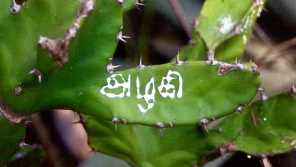 20 ஆண்டுகளை கடந்த அழகி