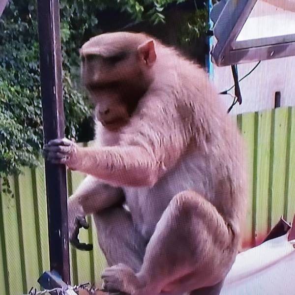 பிக் பாஸ் வீட்டுக்குள் குரங்கு