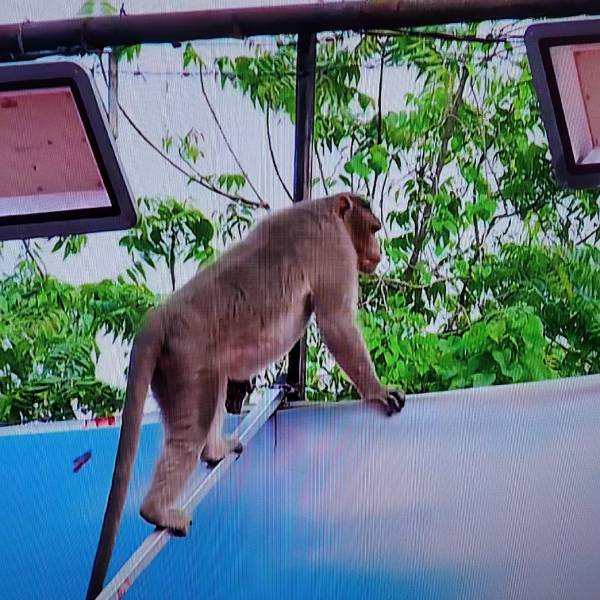 தண்ணீர் தேடி வந்திருக்குமா